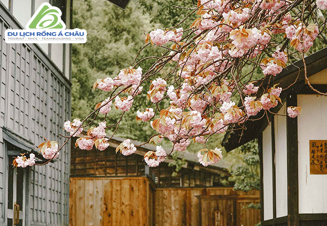TOUR NHẬT BẢN MÙA HOA ANH ĐÀO: CUNG ĐƯỜNG VÀNG NARITA - TOKYO - FUJI -...